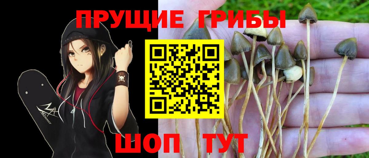 что такое наркотик  Вход с VPN  Мыски  Псилоцибиновые грибы Cubensis 